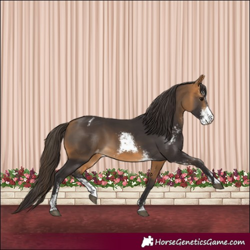 Horse Color:Buckskin Sabino Varnish 