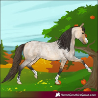 Horse Color:Buckskin Roan Rabicano