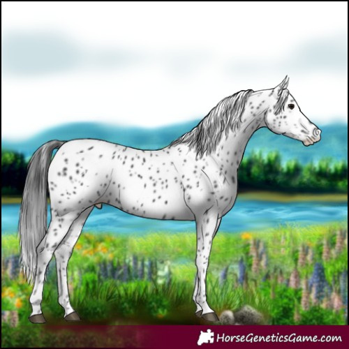 Horse Color:Black Leopard