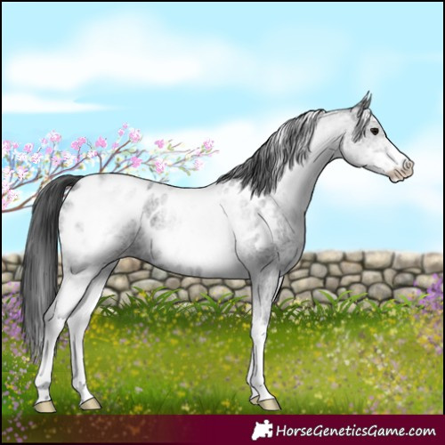 Horse Color:White Spotted Blue Roan Near Leopard