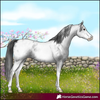 Horse Color:White Spotted Blue Roan Near Leopard 