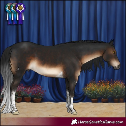 Horse Color:Gray Brown Sabino Tobiano 