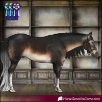 Horse Color:Gray Brown Sabino Tobiano