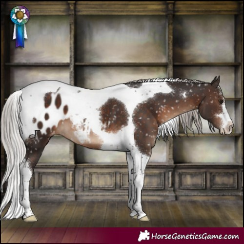 Horse Color:Silver Brown Tobiano Appaloosa