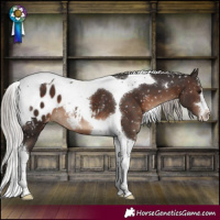 Horse Color:Silver Brown Tobiano Appaloosa