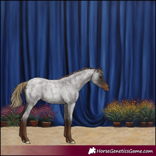 Horse Color:Liver Red Roan