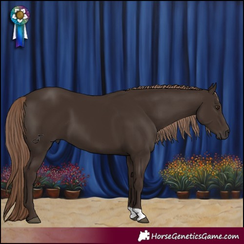 Horse Color:Liver Chestnut 