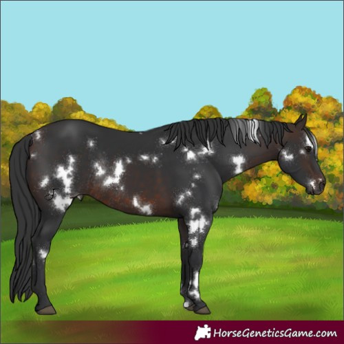 Horse Color:White Spotted Brown Rabicano 