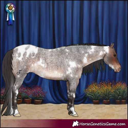 Horse Color:White Spotted Brown Roan Appaloosa