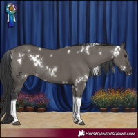 Horse Color:White Spotted Grullo Tobiano Rabicano 
