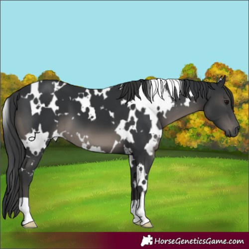 Horse Color:White Spotted Black