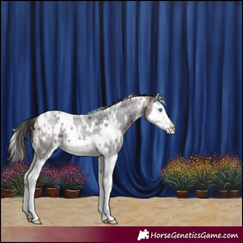 Horse Color:White Spotted Bay Roan Splash