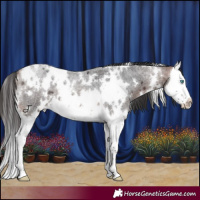 Horse Color:White Spotted Bay Roan Splash