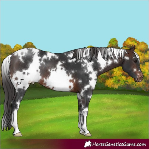 Horse Color:White Spotted Brown Appaloosa