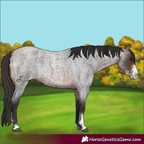 Horse Color:Bay Roan Sabino Appaloosa Rabicano