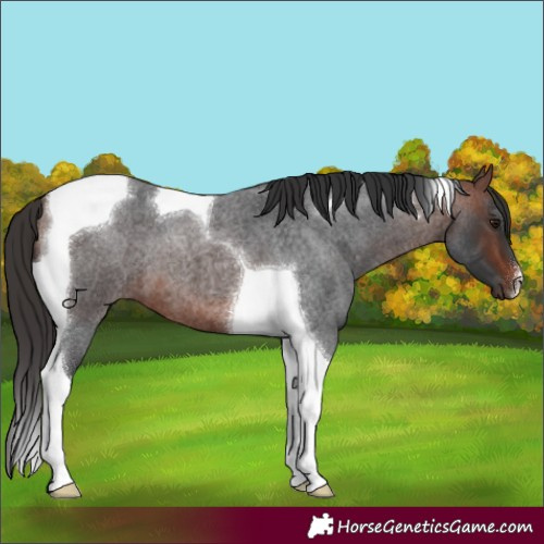 Horse Color:Bay Roan Tobiano