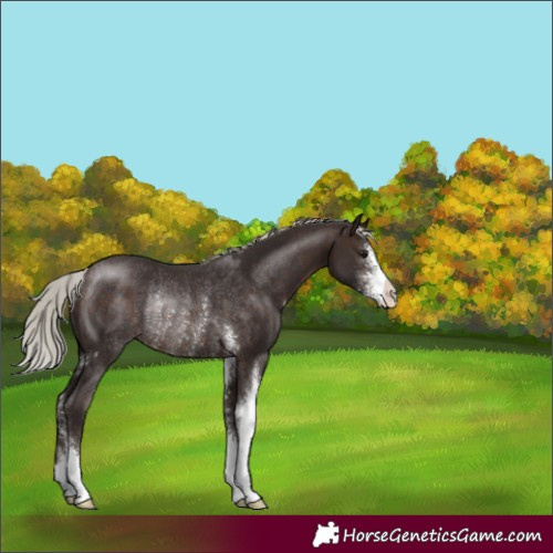 Horse Color:Silver Brown Sabino Rabicano 