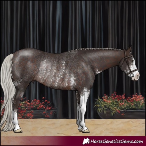 Horse Color:Silver Brown Sabino Rabicano