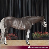 Horse Color:Silver Brown Sabino Rabicano