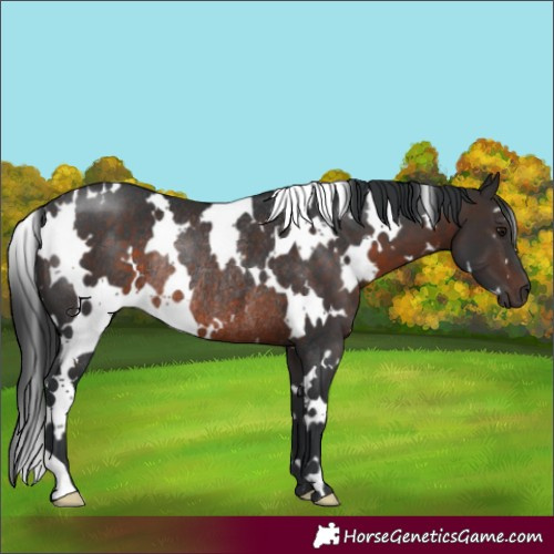 Horse Color:White Spotted Brown Rabicano 