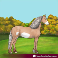 Horse Color:Silver Amber Champagne Frame 