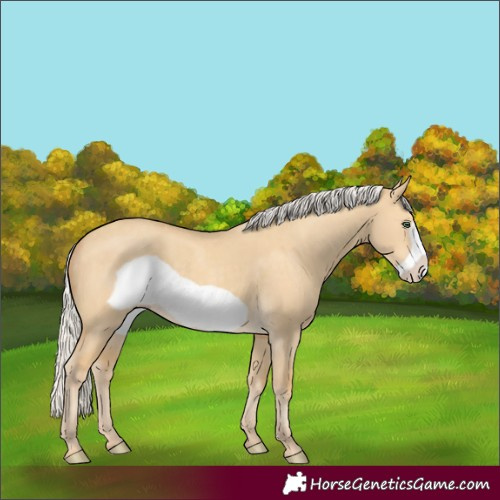 Horse Color:Silver Classic Cream Champagne Dun Frame 