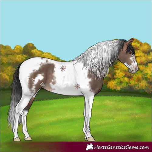 Horse Color:Brown Dun Tobiano Frame