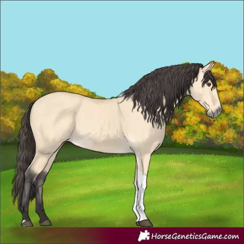 Horse Color:Buckskin Dun Tobiano