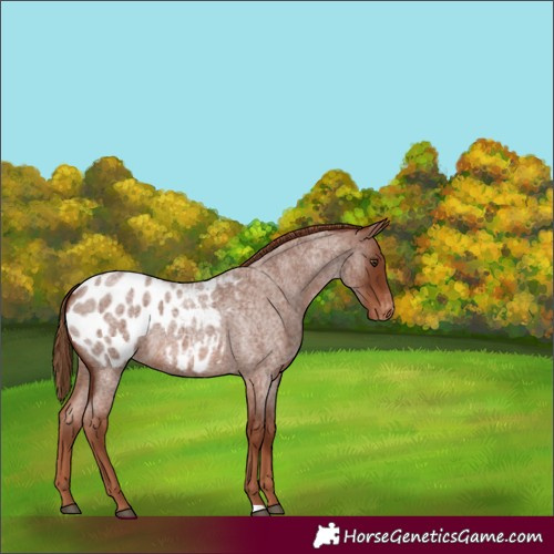 Horse Color:Red Roan Appaloosa