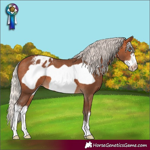 Horse Color:Silver Bay Sabino Frame Appaloosa