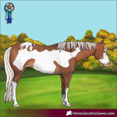 Horse Color:Silver Bay Sabino Frame Appaloosa