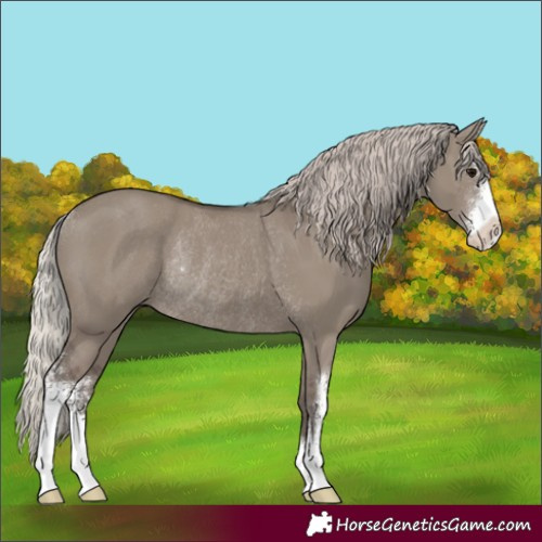 Horse Color:Silver Grullo Sabino Rabicano