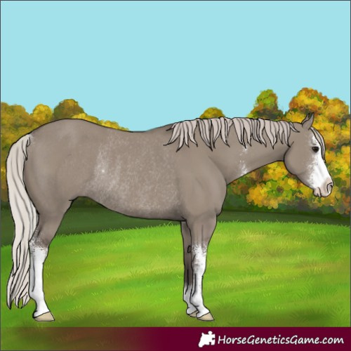 Horse Color:Silver Grullo Sabino Rabicano