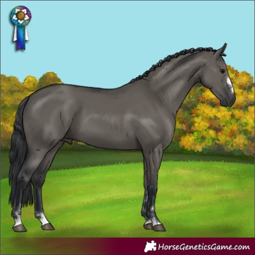 Horse Color:Grullo 