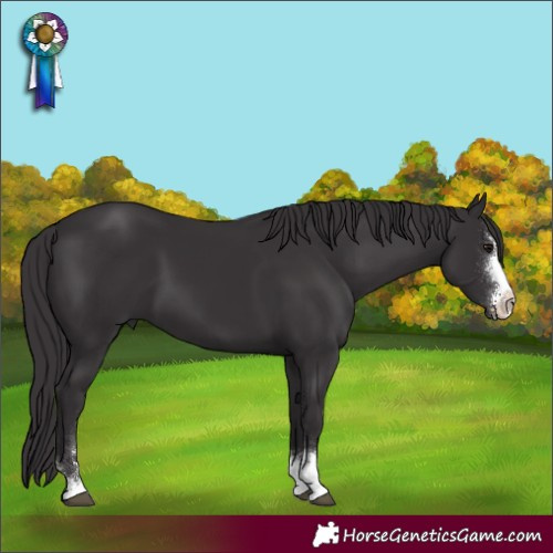 Horse Color:Smoky Black Sabino 