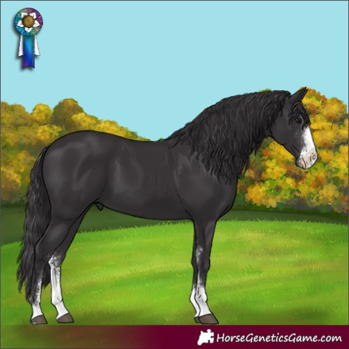 Horse Color:Smoky Black Sabino 