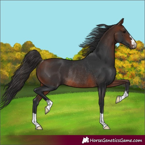 Horse Color:Unknown 