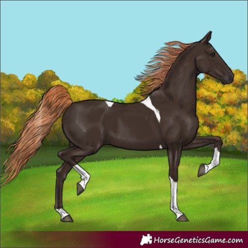 Horse Color:Liver Chestnut Tobiano