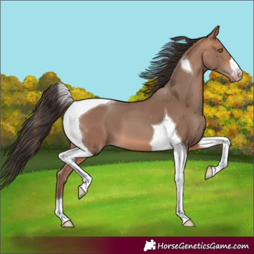 Horse Color:Amber Champagne Tobiano 
