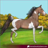 Horse Color:Amber Champagne Tobiano 