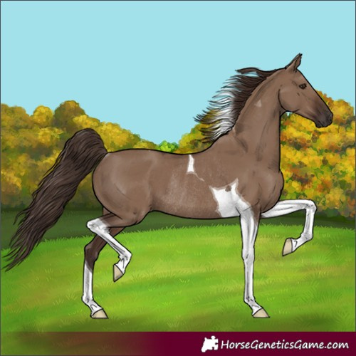 Horse Color:Unknown 