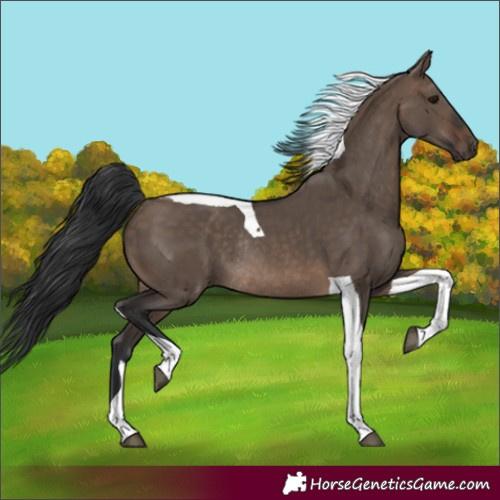 Horse Color:Unknown 