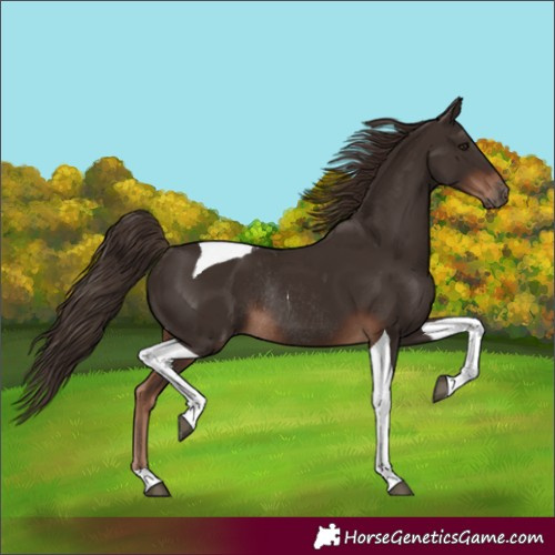 Horse Color:Unknown 