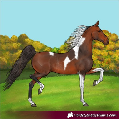 Horse Color:Unknown 