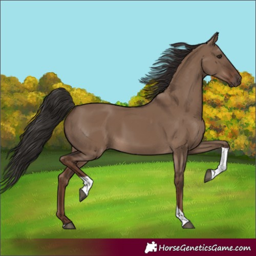 Horse Color:Unknown 