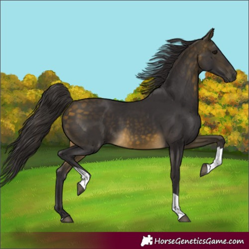 Horse Color:Buckskin Tobiano