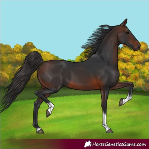 Horse Color:Unknown 