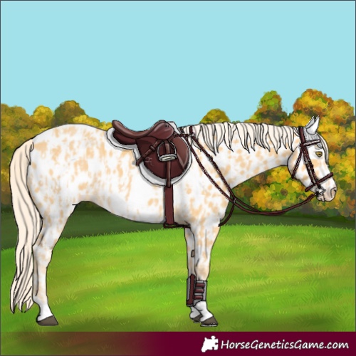 Horse Color:Palomino Appaloosa  and Palomino Frame Appaloosa 