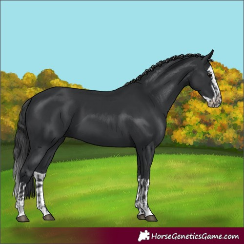 Horse Color:Black and Black Splash