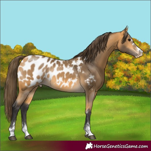 Horse Color:Buckskin Appaloosa 